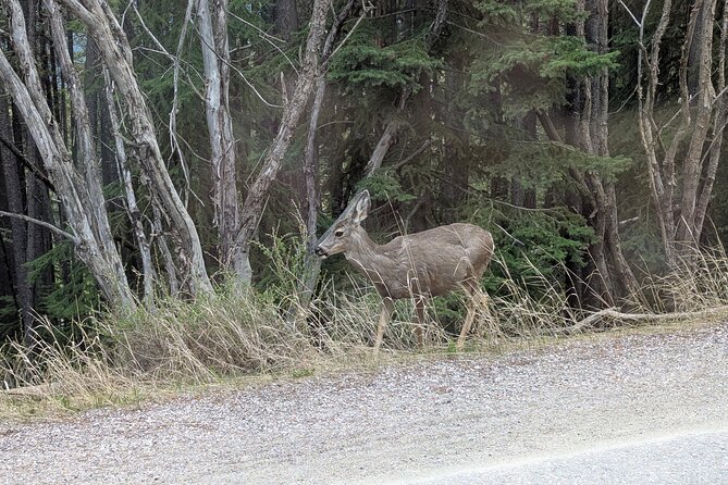1 Day of Banff Viewpoints Lakes Bow Valley in Private Custom Tour - Vermilion Lakes, Backswamp, and wildlife chances without overpromising