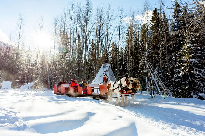 1 Hour Shared Winter Sleigh Ride Experience in Kananaskis - Buffalo Viewing Paddock Stop: A Quick Moment That Adds Meaning