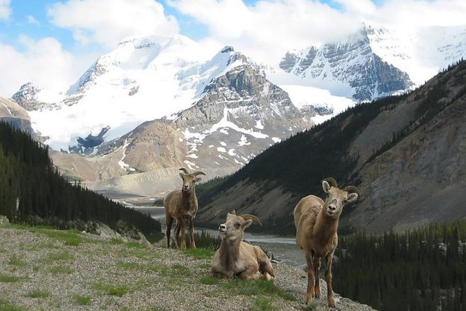 3 Day Rocky Mountains Columbia Icefields Banff and Yoho NP Tour - Yoho National Park: Emerald Lake and Natural Bridge on the way out