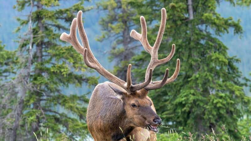 Banff/Canmore- Moraine Lake & Louise-Morning or Sunset Tour - Quick, useful tips before you go