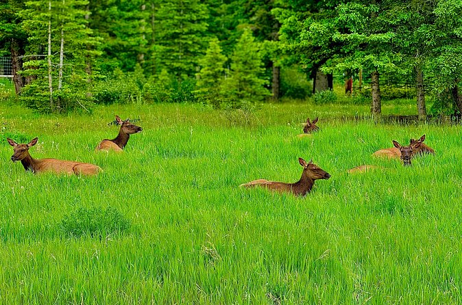 Banff Evening Wildlife/ Scenic Tour – Lakes, Hoodoos & Bow Falls - Price and value: is $43.80 for 3 hours a fair deal?