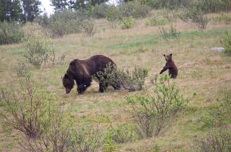 Banff: Guided Nature Walk with Bear Country Safety Tips - Bear Country Safety First: what this 2-hour Banff walk really teaches