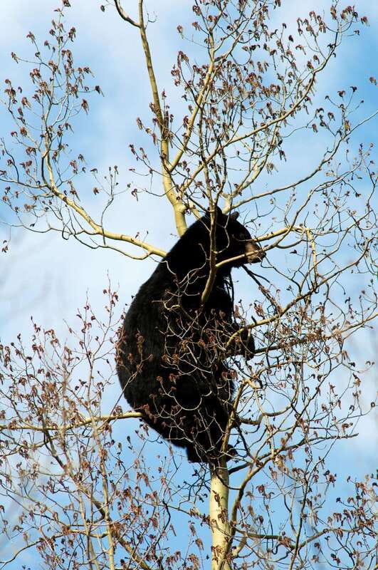 Banff: Guided Nature Walk with Bear Country Safety Tips - Should you book this Banff guided nature walk? My decision guide