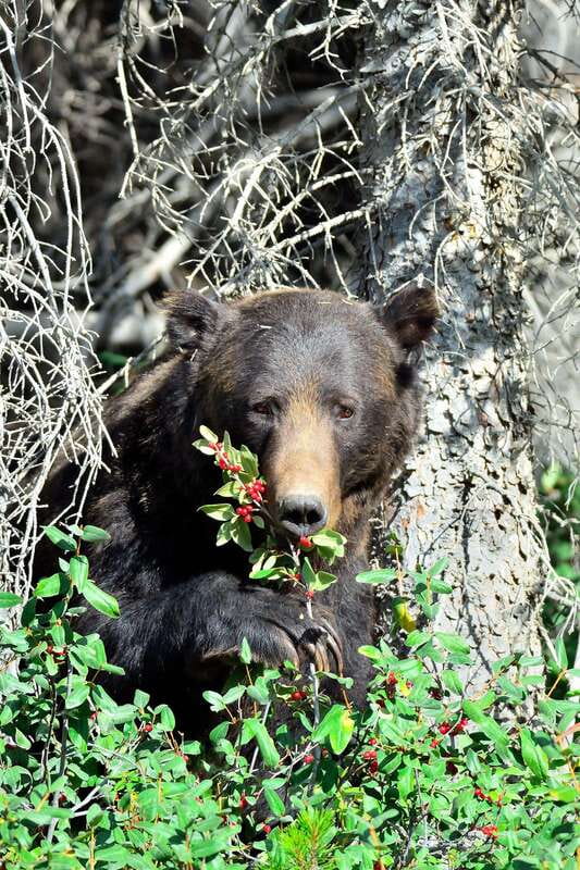 Banff: Guided Nature Walk with Bear Country Safety Tips - Bear encounter basics: signs of activity and bear-spray know-how