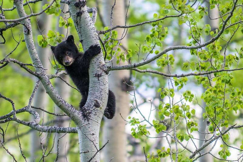 Banff: Guided Nature Walk with Bear Country Safety Tips - What you might see: bears, plus elk, deer, and birds