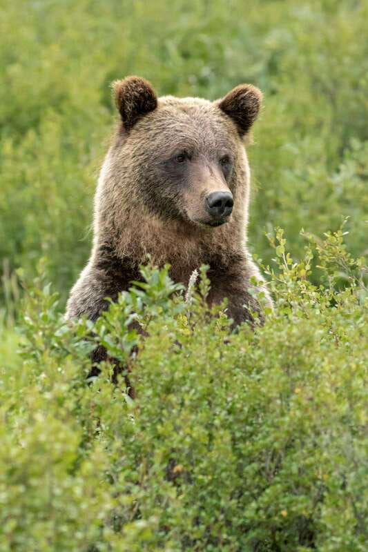Banff: Guided Nature Walk with Bear Country Safety Tips - How much is it worth? Breaking down the $65 per person value