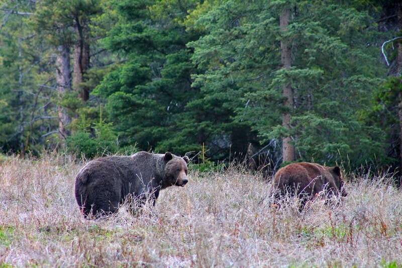 Banff: Guided Nature Walk with Bear Country Safety Tips - What to bring so the hike feels easy (and safe)