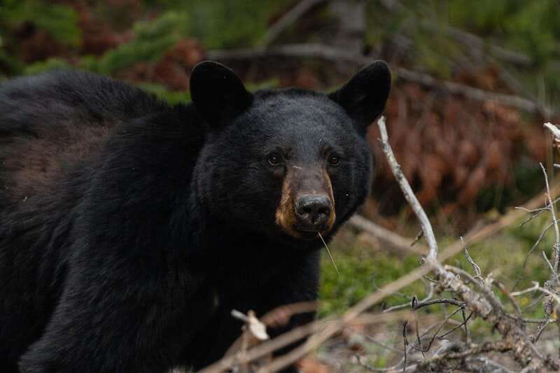 Banff: Guided Nature Walk with Bear Country Safety Tips - Who this Banff nature walk is best for (and who should skip)
