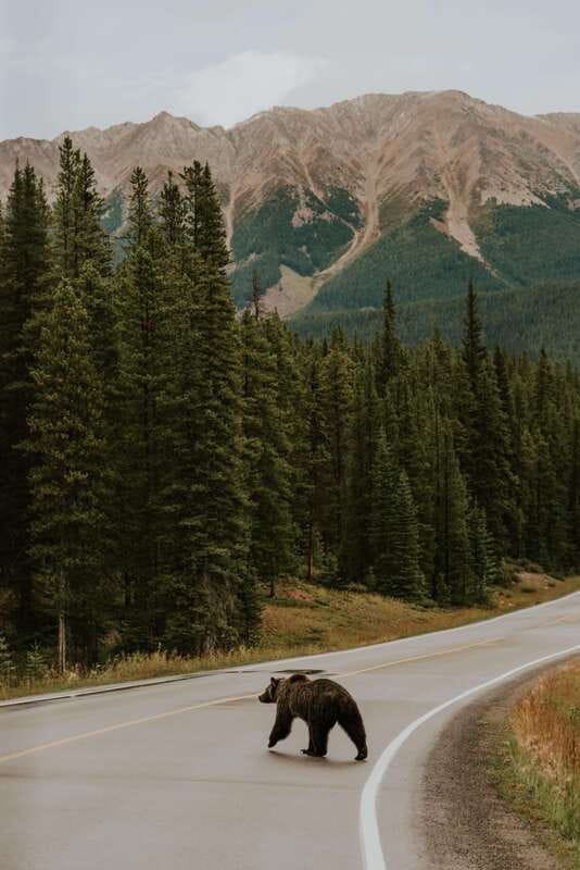 Banff: Guided Nature Walk with Bear Country Safety Tips - Real-world guide energy: Ian and Euan as examples of the style