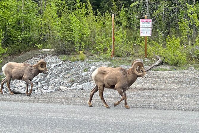 Banff Icefield Parkway Private Full Day Tour - Waterfowl Lakes and Bow Lake: Easy Stops With Eye-Catching Color