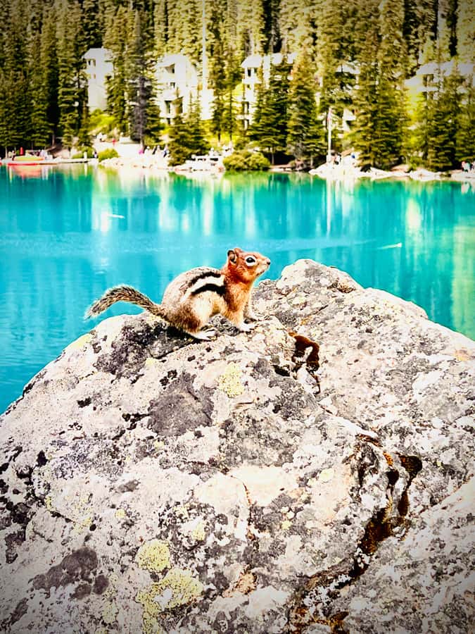 Banff: Lake Louise, Moraine, Emerald Lake & Canyon Day Trip - Price and value: what $50 covers (and what you’ll pay for)