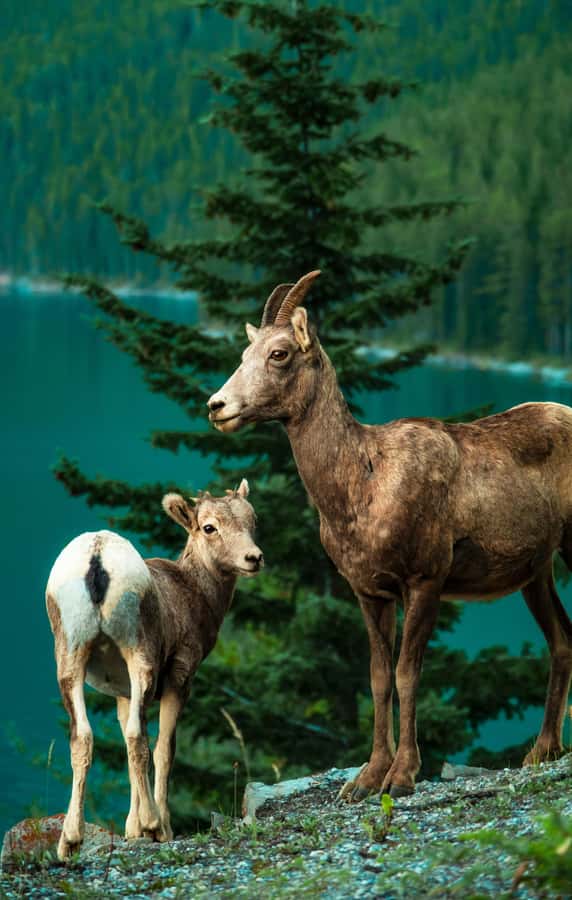 Banff: Lake Louise,Lake Minnewanka,Emerald Lake & Banff Town - Lake Minnewanka: glacier-fed scale plus wildlife and history