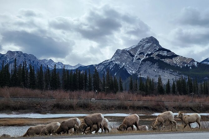 Banff Private Tour - Beyond the basics - Banff Avenue time: town atmosphere plus a breather
