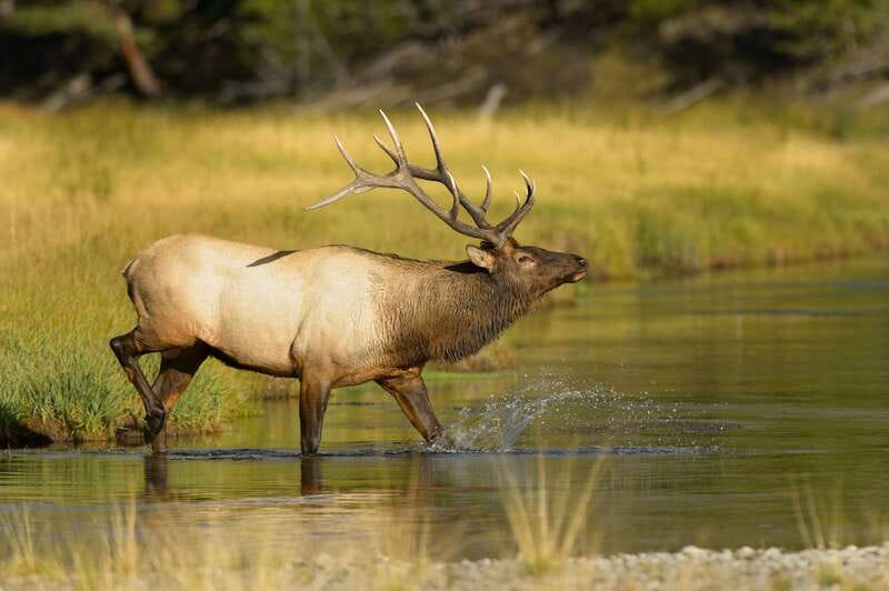Banff: Wildlife on the Bow River Big Canoe Tour - Wildlife Spotting on the Bow: What You Might See
