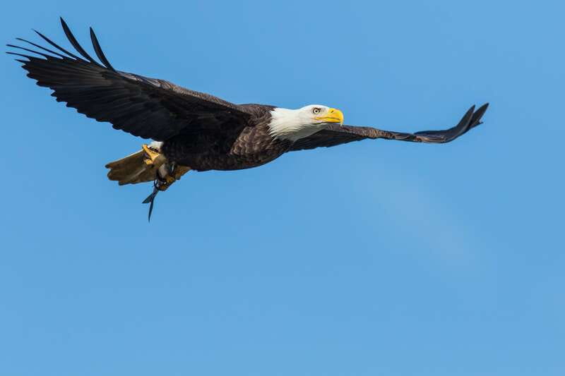 Banff: Wildlife on the Bow River Big Canoe Tour - Guide Style Makes or Breaks the Experience