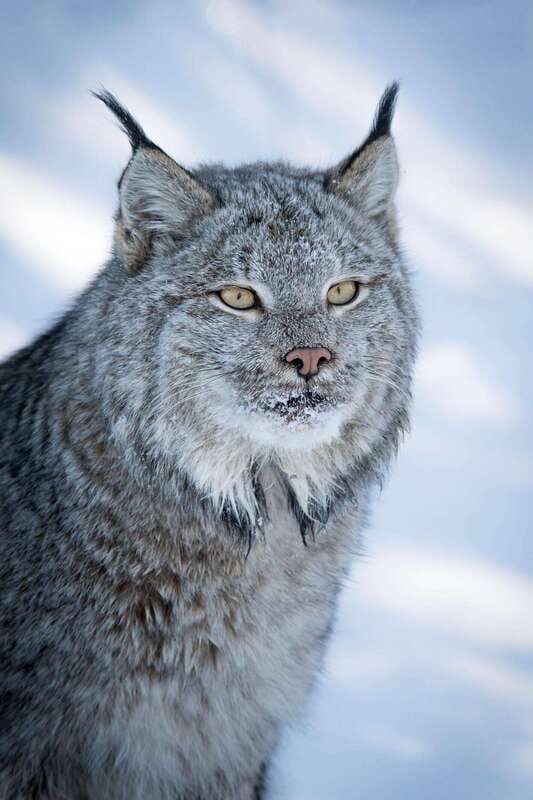 Banff: Winter Wilderness Walk with Wildlife Tracking - 2hrs - Starting at Cave and Basin: where your winter walk begins