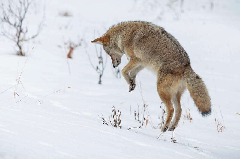 Banff: Winter Wilderness Walk with Wildlife Tracking - 2hrs - Possible sightings: deer, coyotes, snowshoe hare, and eagles