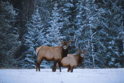Banff: Winter Wilderness Walk with Wildlife Tracking - 2hrs - Reading tracks in Banff snow: what you learn in two hours