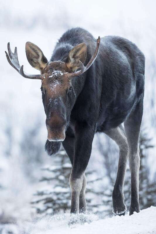 Banff: Winter Wilderness Walk with Wildlife Tracking - 2hrs - Gear that keeps you comfortable: ice cleats, layers, and poles