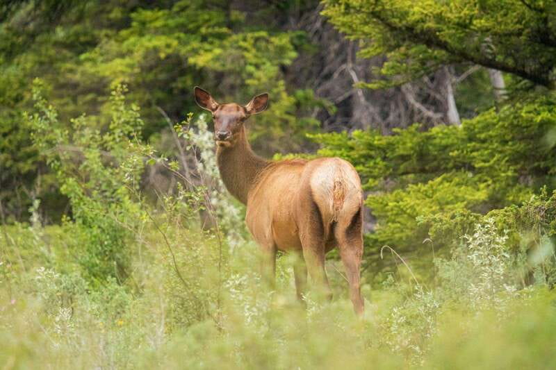 Banff, Yoho, and Jasper 2 Day Private Tour - Icefields Parkway And Columbia Icefield Area: Big Views, Plus Optional Tickets