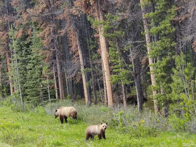 Banff, Yoho, and Jasper 2 Day Private Tour - Pickup From Calgary (And A Comfortable Start All Day)