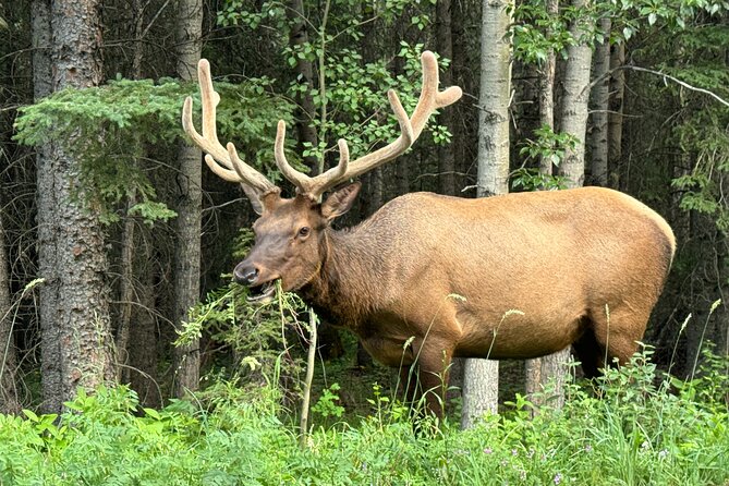 Calgary Airport to Canmore Private Transfer - Why This Calgary Airport to Canmore Private Transfer Feels Like Door-to-Door Ease