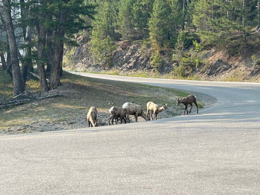 Calgary/Canmore/Banff: BEST of BANFF with LAKES Group Tour - Banff town hour: shopping and a real leg stretch