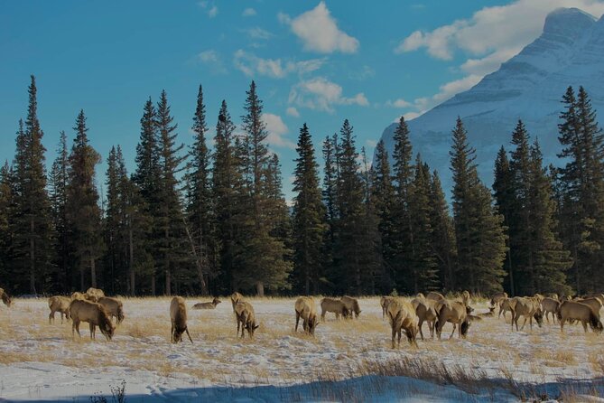 Calgary To: Lake Louise, Emerald Lake & Johnston Canyon (Shared) - Emerald Lake, Natural Bridge, and Vermilion Lake: A More Interesting Route Than the Usual Trio