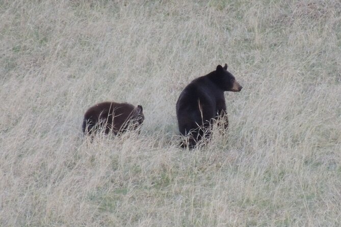 Calgary to the Rocky Mountains Private Day Tour - Pickup, Timing, and the Small-Group Comfort Factor