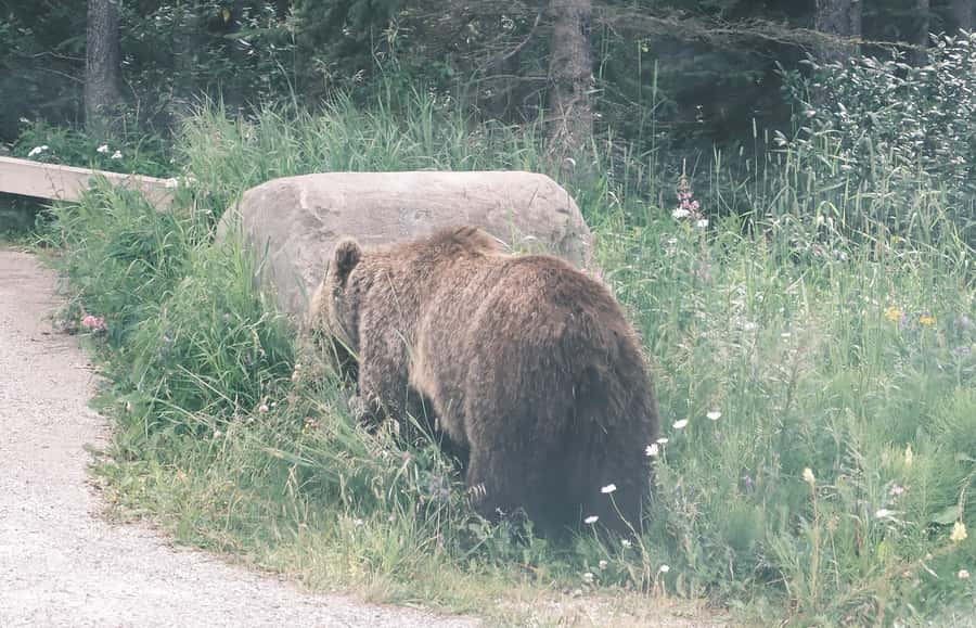 Calgary:Moraine Lake Sunrise & Lake Louise & Wildlife Safari - Moraine Lake: easy access, the best trails, and photo help that actually saves time