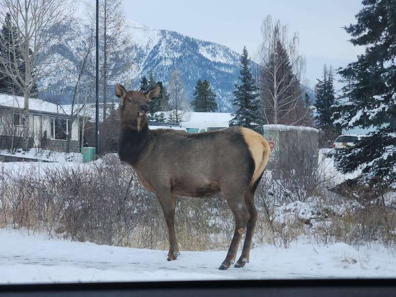 Canmore/Banff: Explore Banff & Wildlife - Banff in Four Hours: The Smart Value of $69