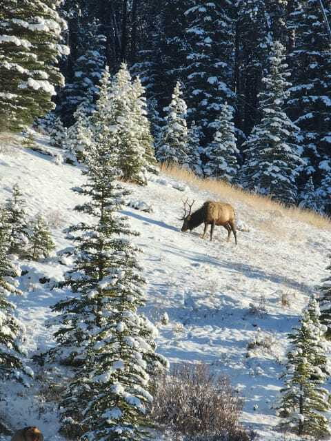 Canmore/Banff: Explore Banff & Wildlife - The Guide Factor: Better Odds, Better Stories
