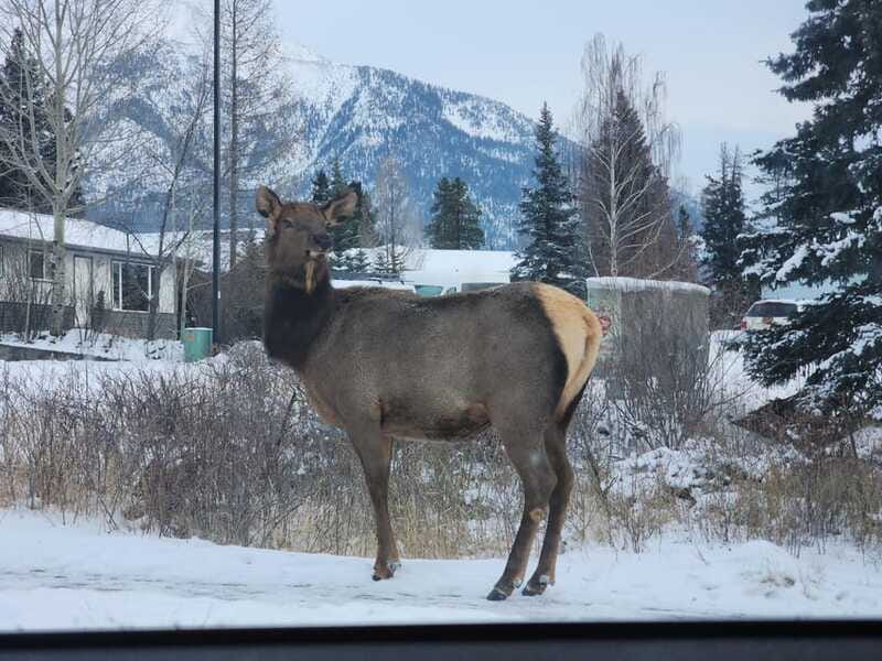 Canmore/Banff: Explore Banff & Wildlife - What to Bring: The Small Gear That Makes the Day