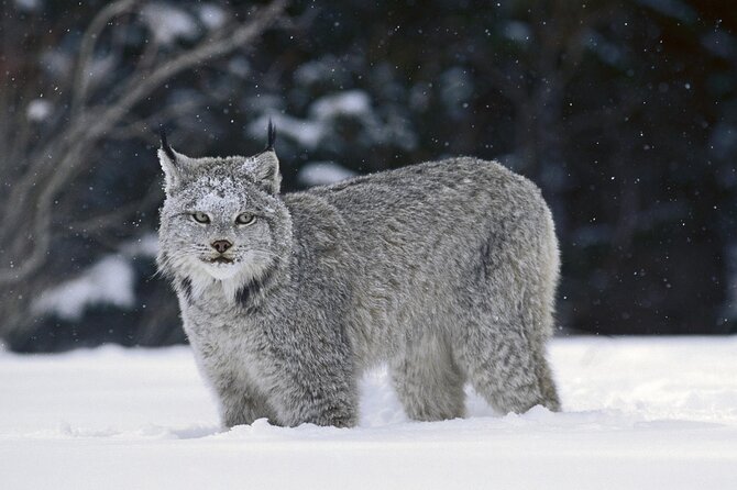 Canmore: LOST TOWNS and Untold Stories - Hiking Tour 3hrs - Wildlife odds and how the safety gear changes your mindset
