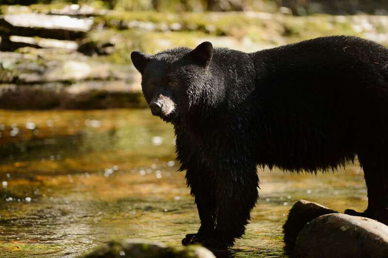 Canmore: PRIVATE SAFARI Drive to BANFF Park & Nature Walk - Key points before you book