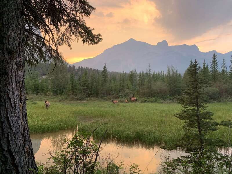 Canmore: PRIVATE SAFARI Drive to BANFF Park & Nature Walk - Wildlife sightings: what’s realistic and what to do if it takes time