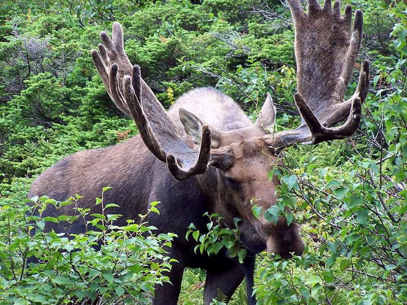 Canmore: PRIVATE SAFARI Drive to BANFF Park & Nature Walk - Who this Banff safari fits best (and who should skip it)