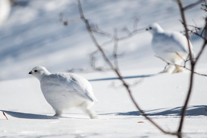 Canmore: Wilderness & Wildlife Tour - 2hr Walk - Wildlife watching the real way: signs, tracks, and habitat clues