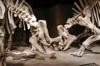 Dinosaurs, Canyons & Ghost Towns: Ultimate Drumheller Day Tour - Your 9:00 a.m. Start: How the Day Flows