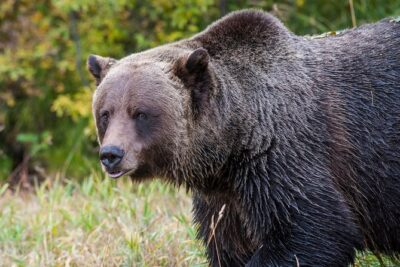 Discover Grizzly Bears from Banff - Kicking Horse Mountain Chairlift: Rocky Views Before You Meet Boo