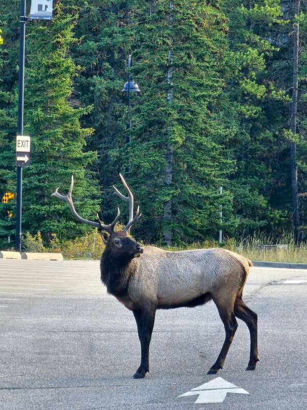 Emerald Lake, Lake Louise, Johnston Canyon & Banff Tour SUV - Lake Minnewanka, Bow Falls, and Surprise Corner viewpoint