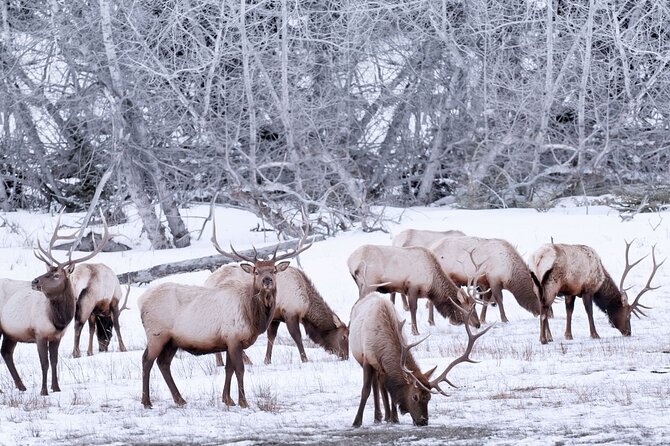Explore Banff + Wildlife - Photo tips for Banff sun and quick stops