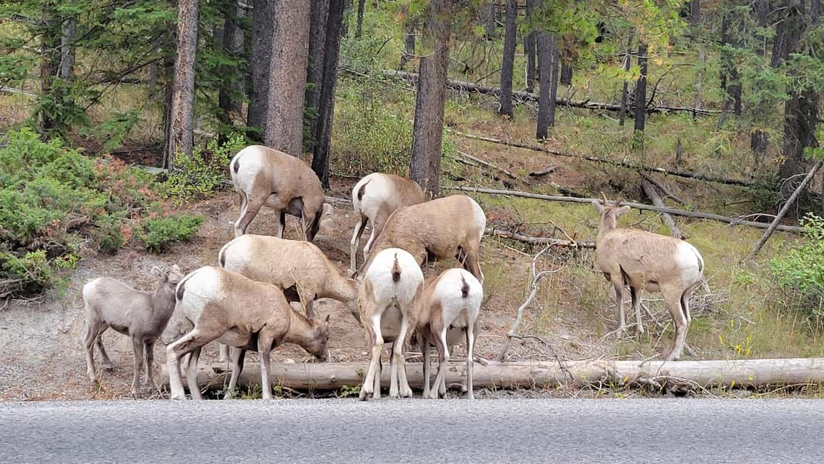 From Calgary to Banff: Day Trip with Wolfdog Sanctuary Visit - Two Jack Lake and Bow Falls: quick hits that still land