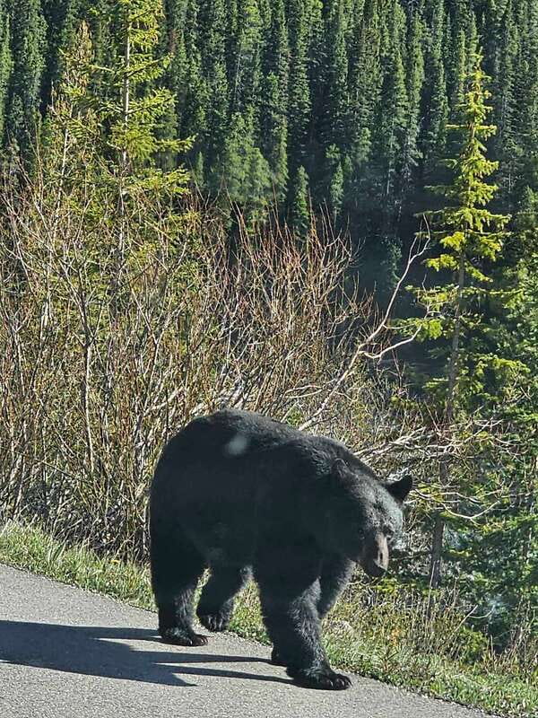 From Canmore/Banff: Icefields Parkway & Abraham Lake Bubbles - Who This Tour Suits (and Who Should Skip It)