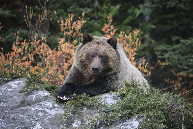 Guided Tour to Banff Highlights & Wildlife With Gondola Admission - The vibe: wildlife-first pacing with room to breathe