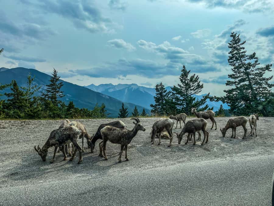 Louise, Moraine/Johnston Canyon, Minnewanka & Banff Town - Banff Town and Vermilion Lakes: A Real Town Break