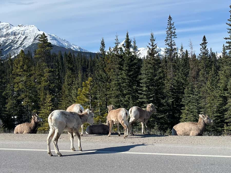 Louise, Moraine/Johnston Canyon, Minnewanka & Banff Town - What the Guide Actually Adds (English, Chinese, and the Patrick Effect)
