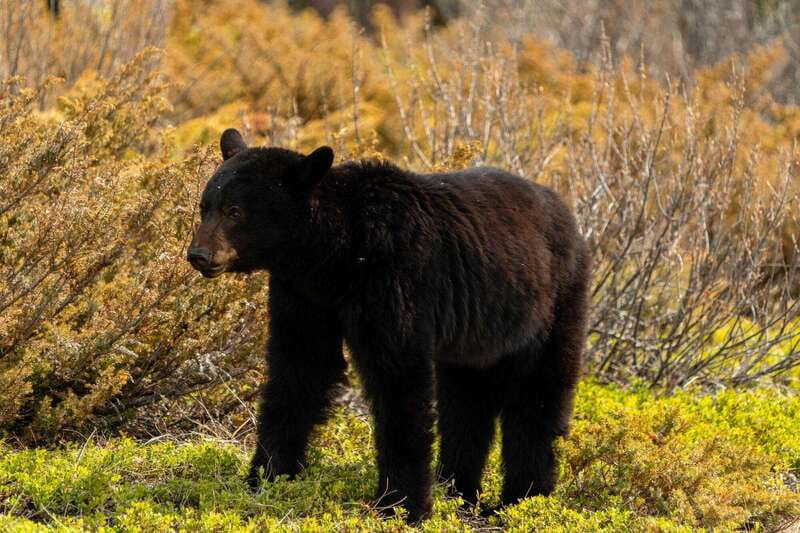 PRIVATE: Bear Country Hiking Tour - 4H Adventure - Key highlights you’ll feel on the trail
