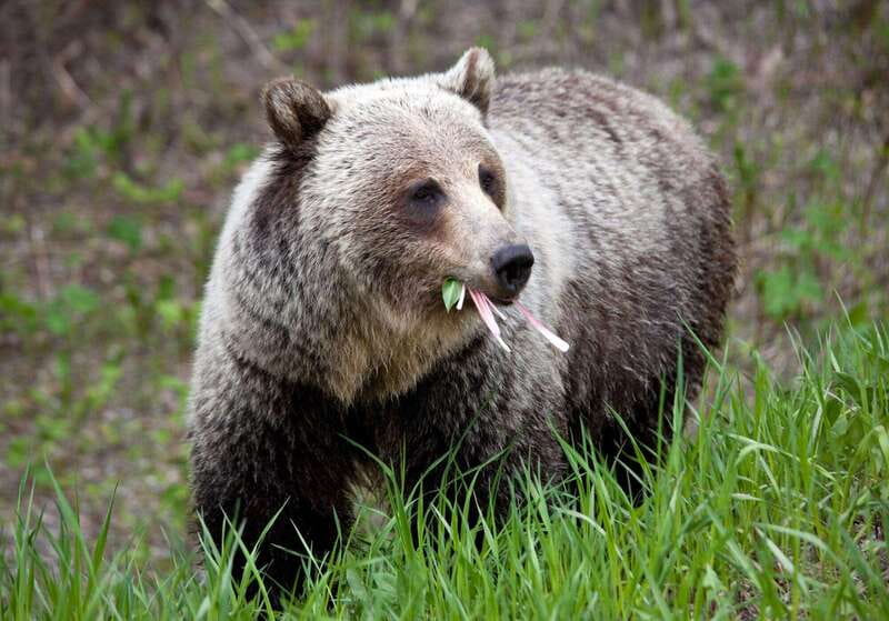 PRIVATE: Bear Country Hiking Tour - 4H Adventure - Canmore pickup and a quick transfer to real bear country