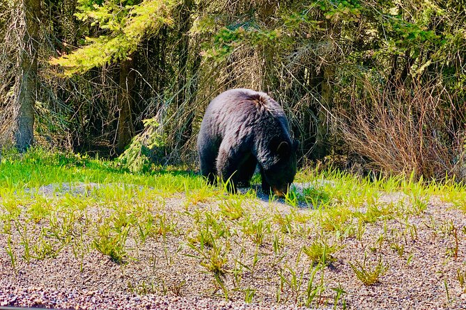 Private tour-Best of Banff: A Signature Journey in the Rocky(3HR) - A 3-hour Best of Banff plan that saves your energy